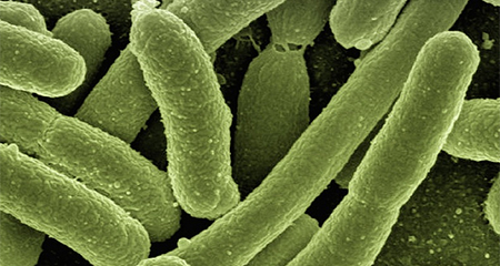 Florida registra incremento en casos de bacteria 